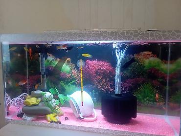 İki akvarium içlərində.pipo filtr.isiq.qizdirici.ic filtri.isdilik - şəkil 3