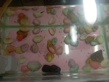 İki akvarium içlərində.pipo filtr.isiq.qizdirici.ic filtri.isdilik - şəkil 4