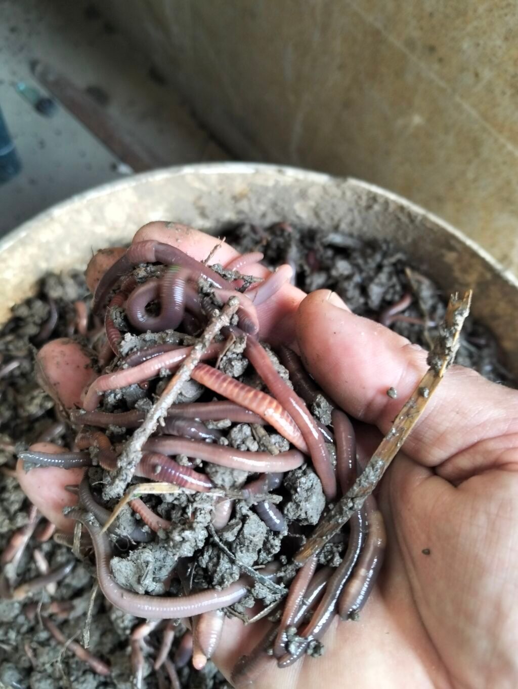 Qaraqırmızı iri torpaq soğulcanları 7/24 zəng vura bilərsiz