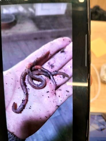 Qaraqırmızı iri torpaq soğulcanları 7/24 zəng vura bilərsiz - şəkil 3