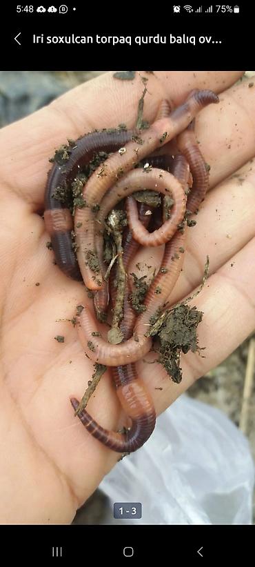 Qaraqırmızı iri torpaq soğulcanları 7/24 zəng vura bilərsiz - şəkil 5