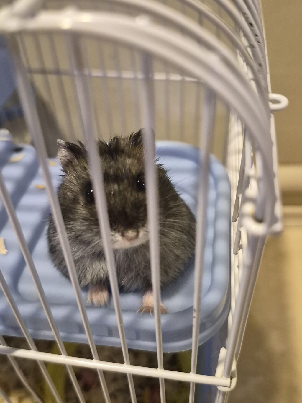 9 eded xamyak apilkasi yemi evi her weyi var