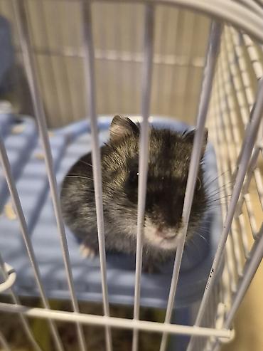 9 eded xamyak apilkasi yemi evi her weyi var - şəkil 3