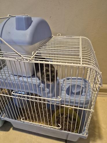 9 eded xamyak apilkasi yemi evi her weyi var - şəkil 5