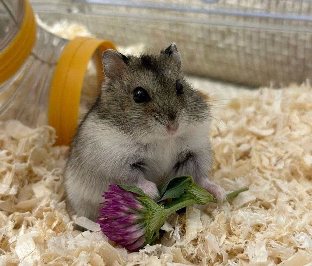 Имеется два домашних джунгарских хомяка, отдадим в хорошие руки за