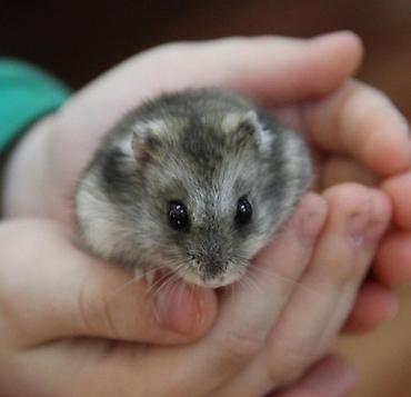 Имеется два домашних джунгарских хомяка, отдадим в хорошие руки за - şəkil 3