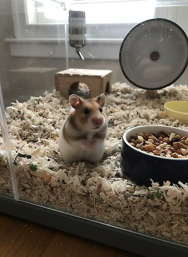 Ev heyvanı – hamster Xüsusiyyətlər: - Növ: uzun tüklü Suriya hamstri - şəkil 2