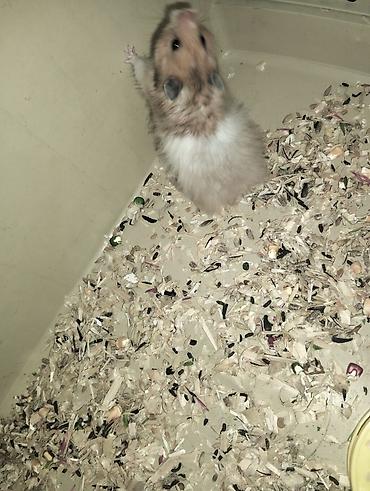 Ev heyvanı – hamster Xüsusiyyətlər: - Növ: uzun tüklü Suriya hamstri - şəkil 3