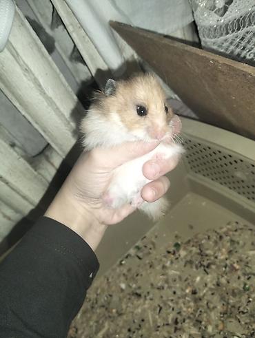 Ev heyvanı – hamster Xüsusiyyətlər: - Növ: uzun tüklü Suriya hamstri - şəkil 4