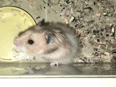 Ev heyvanı – hamster Xüsusiyyətlər: - Növ: uzun tüklü Suriya hamstri - şəkil 5