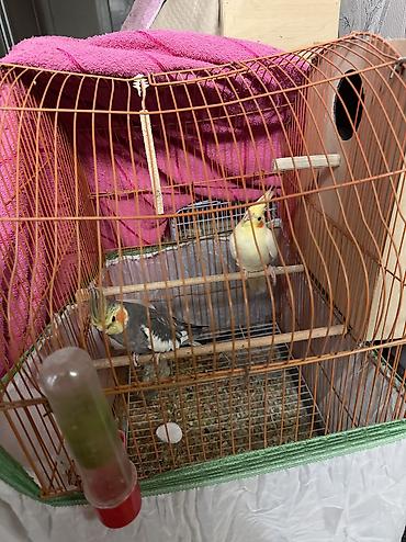 Cut karella satilir temiz karellalardi ev seraitinde saxlanilib bala - şəkil 3