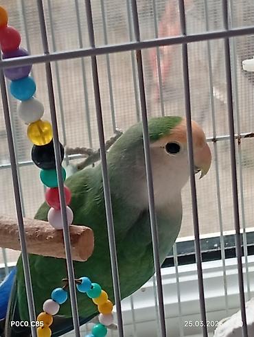 Qəfəs və aksessuarlar bir yerdə satılır - şəkil 2