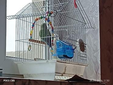 Qəfəs və aksessuarlar bir yerdə satılır - şəkil 4