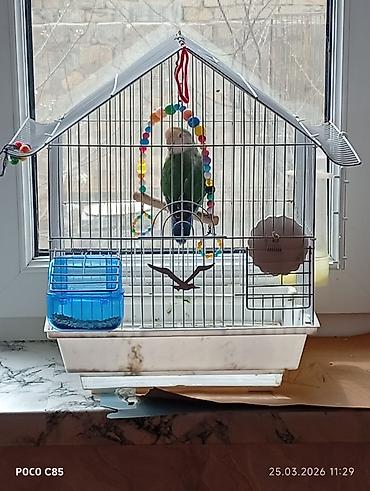 Qəfəs və aksessuarlar bir yerdə satılır - şəkil 5