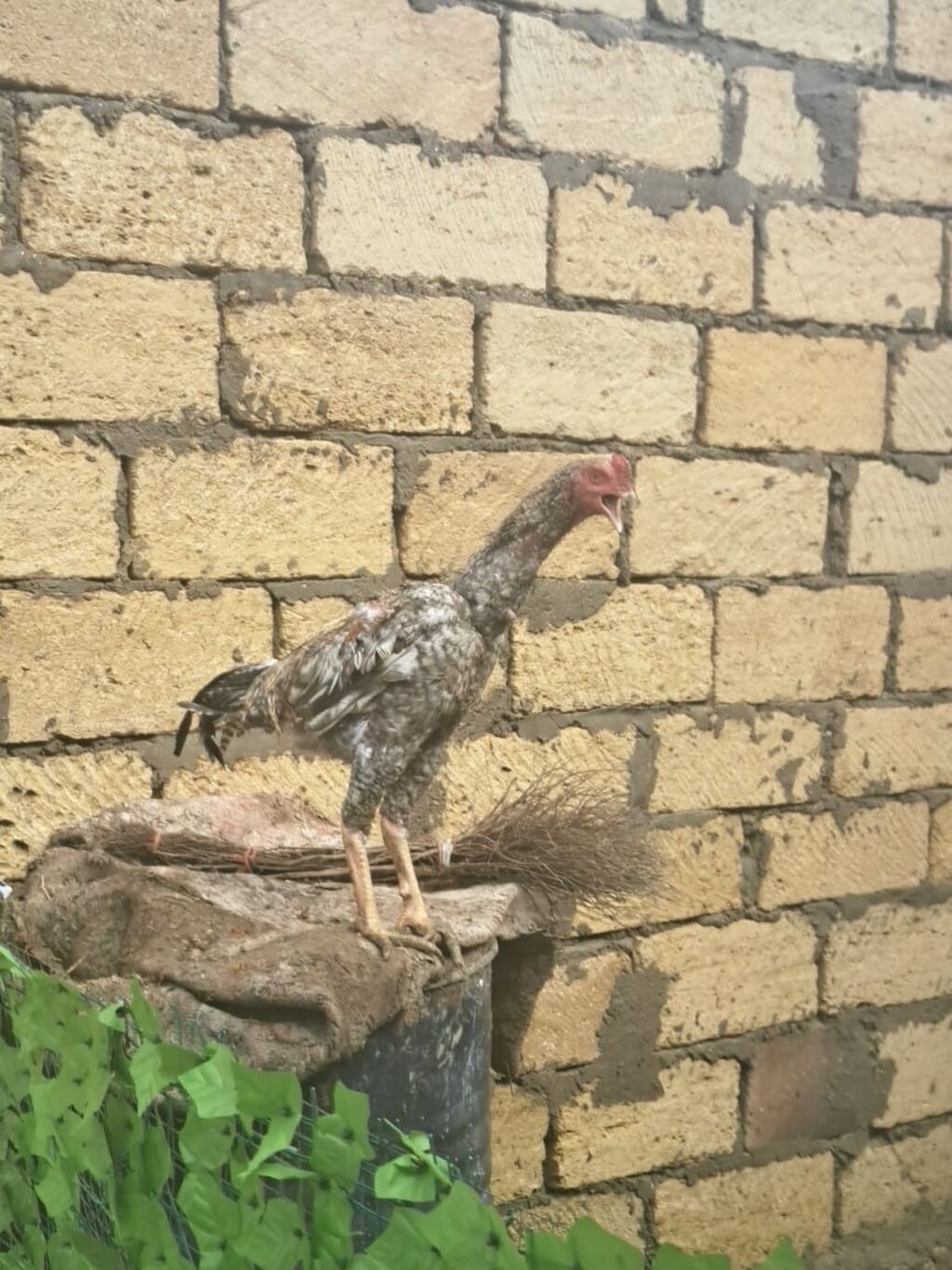 Heyreti atasi oh wamo anasi asel 7 ayligdi tam saglam ve gornuwlu 70