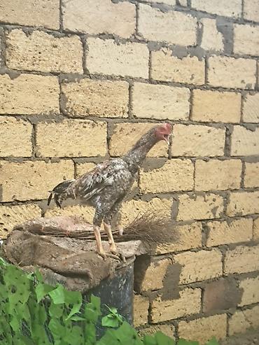 Heyreti atasi oh wamo anasi asel 7 ayligdi tam saglam ve gornuwlu 70 - şəkil 2