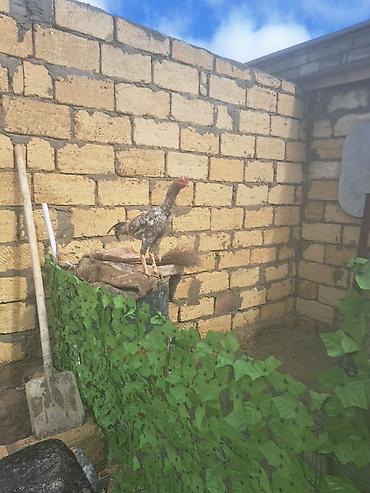 Heyreti atasi oh wamo anasi asel 7 ayligdi tam saglam ve gornuwlu 70 - şəkil 3