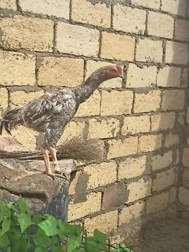 Heyreti atasi oh wamo anasi asel 7 ayligdi tam saglam ve gornuwlu 70 - şəkil 4