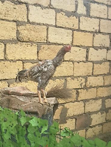 Heyreti atasi oh wamo anasi asel 7 ayligdi tam saglam ve gornuwlu 70 - şəkil 5