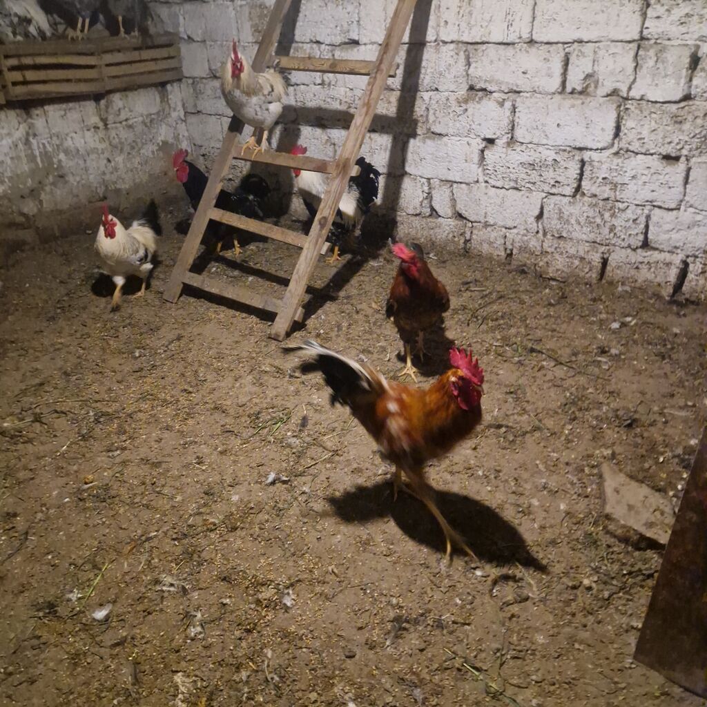 Məhsul: xoruz(bir neçə baş) Təsvir: - Şəkillərdə göstərilən kənd