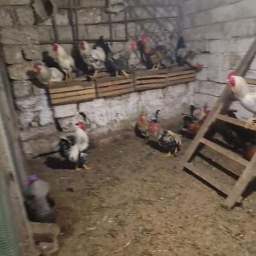 Məhsul: xoruz(bir neçə baş) Təsvir: - Şəkillərdə göstərilən kənd - şəkil 3