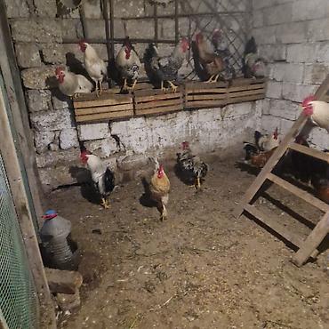 Məhsul: xoruz(bir neçə baş) Təsvir: - Şəkillərdə göstərilən kənd - şəkil 4