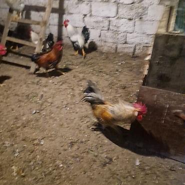 Məhsul: xoruz(bir neçə baş) Təsvir: - Şəkillərdə göstərilən kənd - şəkil 5