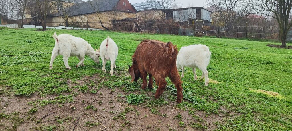 6 aylıq cins sanen və hələb keçi balaları satılır.3 sanen .1 hələb