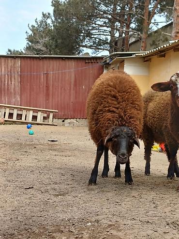 Quzular 5-6 ayliqdilar erkəkdilər xüsusi bəslənirlər meyvə tərəvəzlə - şəkil 3