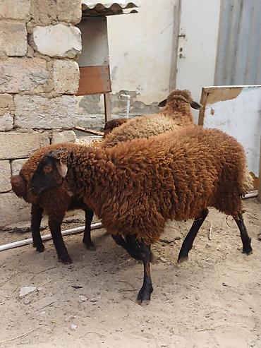 Quzular 5-6 ayliqdilar erkəkdilər xüsusi bəslənirlər meyvə tərəvəzlə - şəkil 4