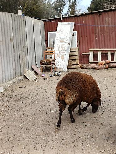 Quzular 5-6 ayliqdilar erkəkdilər xüsusi bəslənirlər meyvə tərəvəzlə - şəkil 5