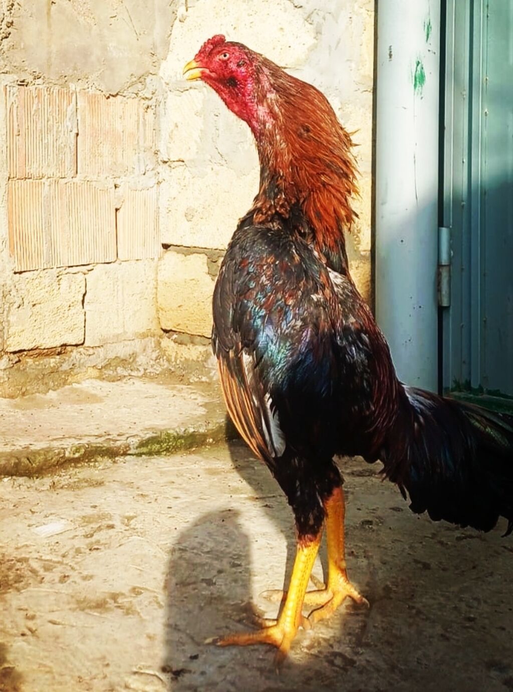 9 aylıq heyvandı təmiz qan təmiz cins axdaralara gəlsin 1 dəfə ayaqı