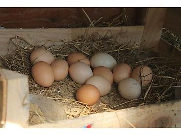 Kend yumurtası yeyinti ve mayali 30 qepik. bildirçin yumurtası 15 - şəkil 3