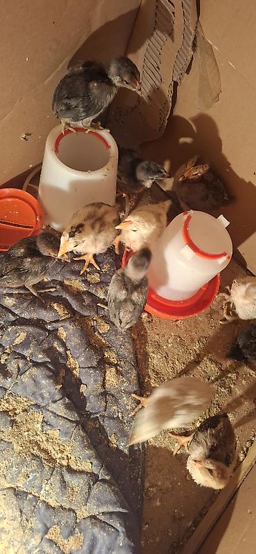 Salam 1 aylıq təmiz italiyan sort heyratının cücələri satılır - şəkil 3