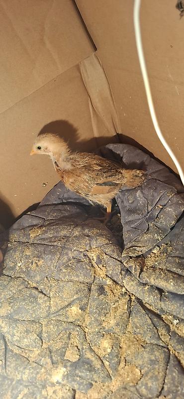 Salam 1 aylıq təmiz italiyan sort heyratının cücələri satılır - şəkil 5