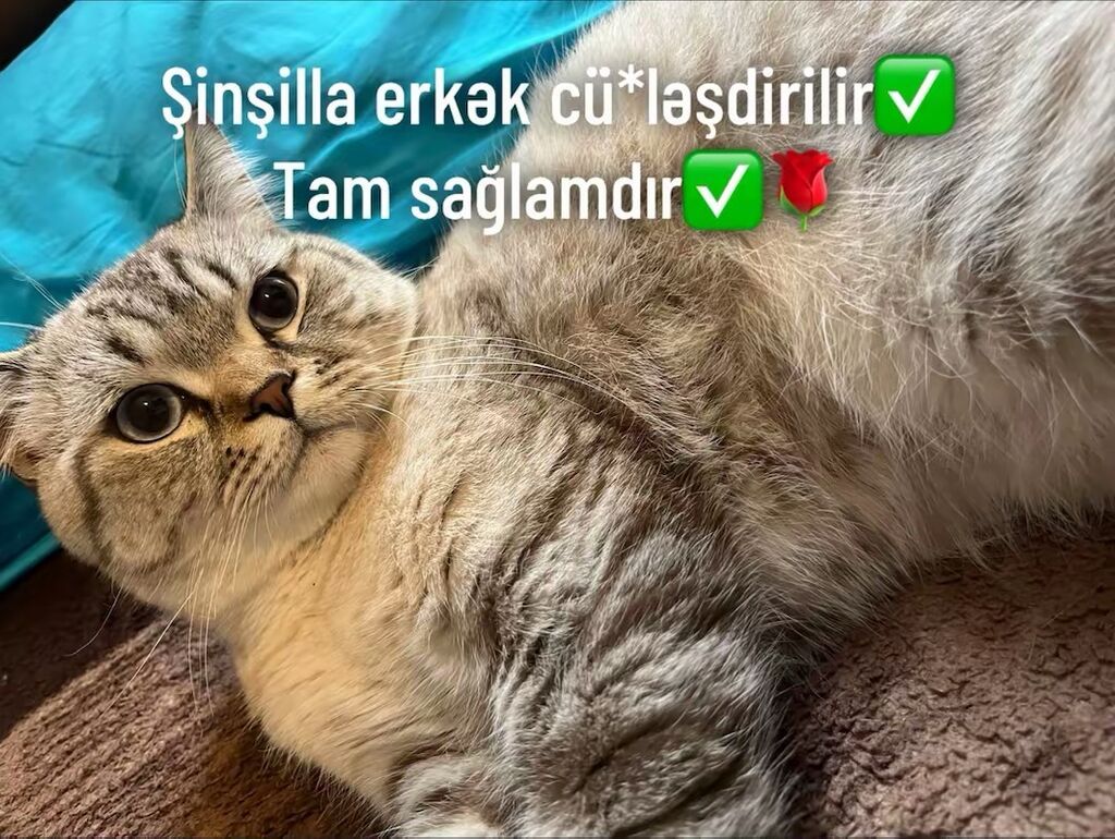 Şinşilla, Erkək, Cütləşmə üçün