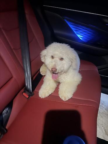 Pudel, 11 ay, Erkek, Peyvəndli, Ünvandan götürmə - şəkil 2