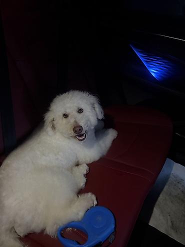 Pudel, 11 ay, Erkek, Peyvəndli, Ünvandan götürmə - şəkil 3