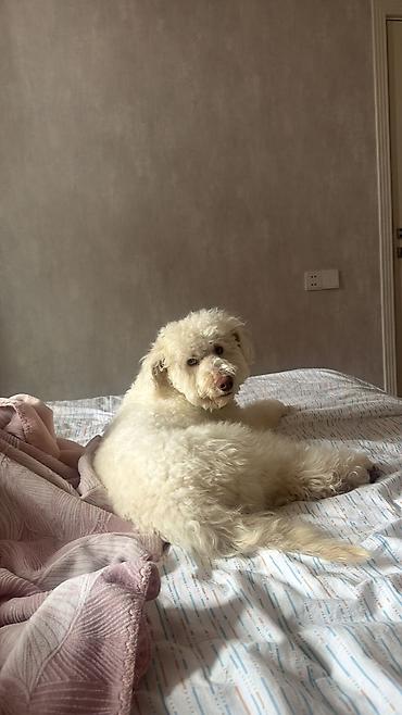 Pudel, 11 ay, Erkek, Peyvəndli, Ünvandan götürmə - şəkil 5