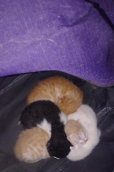 Yaxşı əllərə, Ünvandan götürmə - şəkil 2