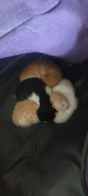 Yaxşı əllərə, Ünvandan götürmə - şəkil 3