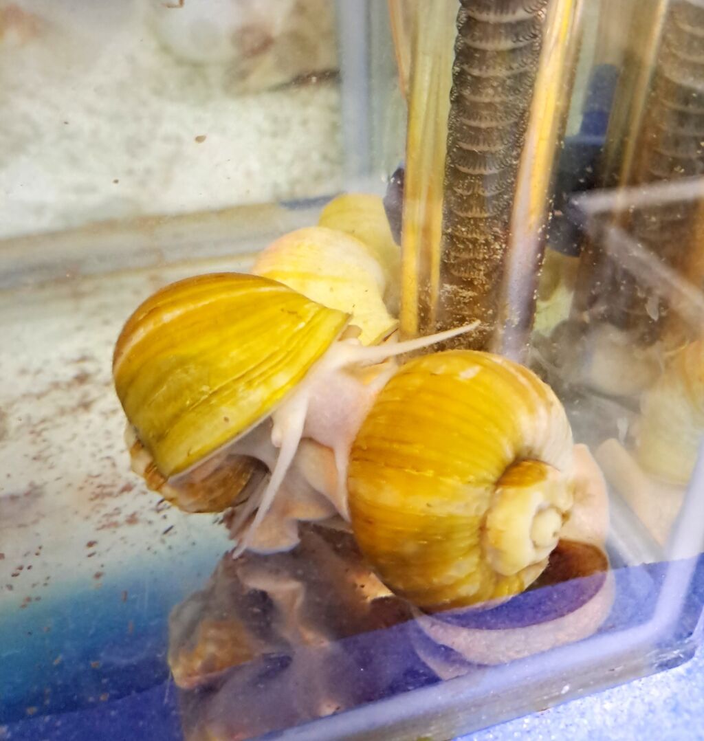 İri ölçüdə akvariumu temizleyen ilbizlerimiz artiq yem qaliqlari ve