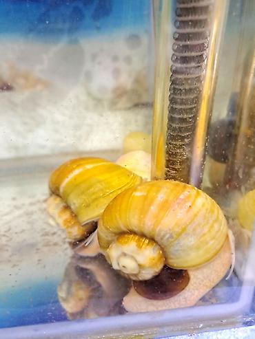 İri ölçüdə akvariumu temizleyen ilbizlerimiz artiq yem qaliqlari ve - şəkil 3