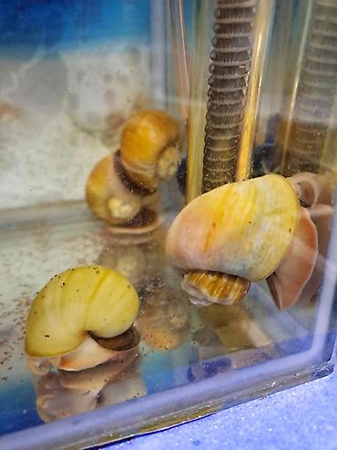 İri ölçüdə akvariumu temizleyen ilbizlerimiz artiq yem qaliqlari ve - şəkil 4