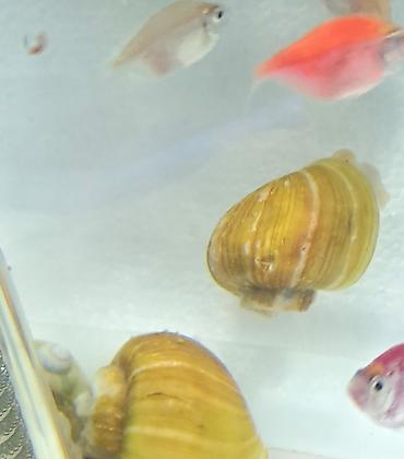 İri ölçüdə akvariumu temizleyen ilbizlerimiz artiq yem qaliqlari ve - şəkil 5