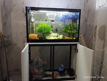 Akvaryum dəsti – şkaflı və tam işlək sistem salam her vaxtınız xeyir - şəkil 2