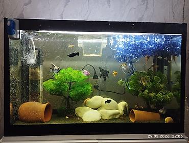 Akvaryum dəsti – şkaflı və tam işlək sistem salam her vaxtınız xeyir - şəkil 3