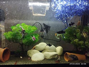 Akvaryum dəsti – şkaflı və tam işlək sistem salam her vaxtınız xeyir - şəkil 4