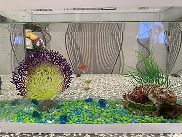 Akvaryum dəsti Akvaryum satılır.Daşlar,bəzəklər,balıq yemi və 3ədəd - şəkil 3