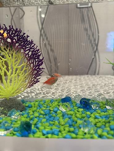 Akvaryum dəsti Akvaryum satılır.Daşlar,bəzəklər,balıq yemi və 3ədəd - şəkil 4